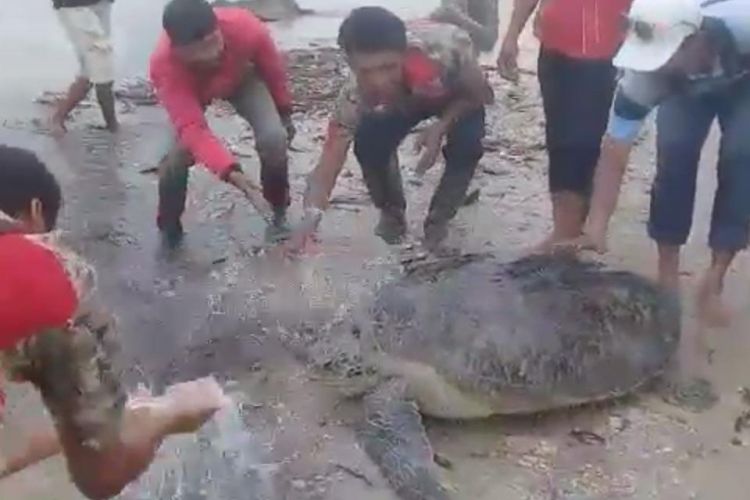 Petugas BKSDA Bengkulu-Lampung lepasliarkan penyu yang terdampar pasca-tsunami di Lampung Selatan, Selasa (25/12/2018). 