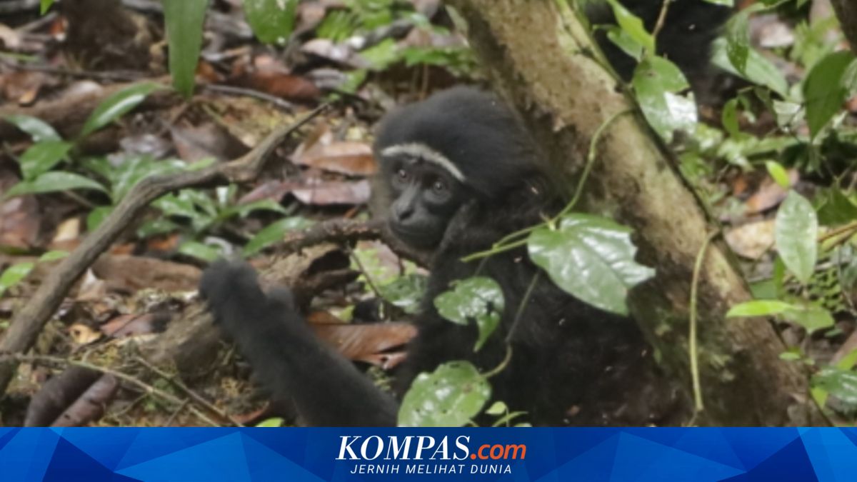 Ungko hingga Binturong Dilepaskan Kembali ke Habitatnya di Taman Nasional Zamrud Riau