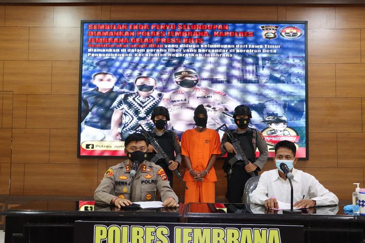 Polres Jembrana saat jumpa pers terkait kasus penyelundupan sembilan penyu hijau ke Bali. 