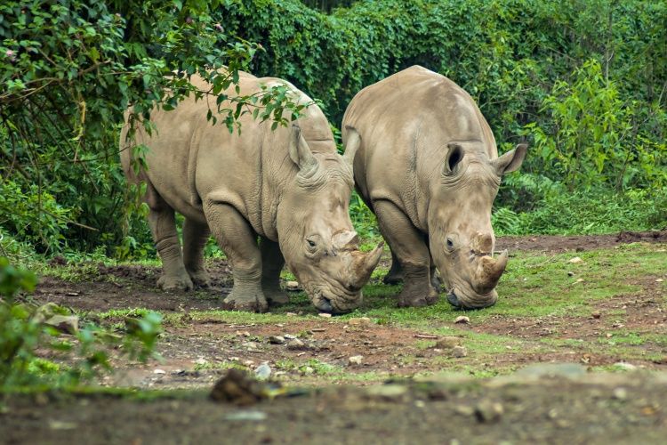 Badak Jawa atau badak bercula satu di Taman Nasional Ujung Kulon Banten