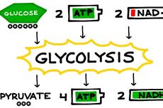 Glikolisis: Pengertian, Proses, dan Produknya