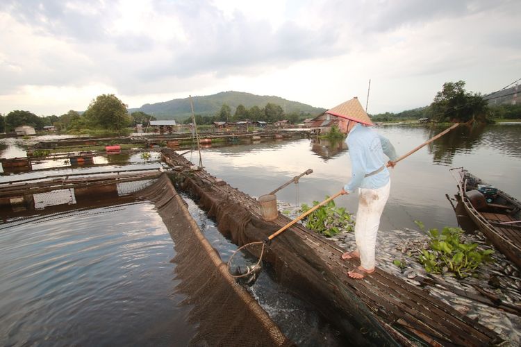 Mahmudah mengangkat bangkai ikan dari tambak miliknya, Jumat (17/1/2020). 