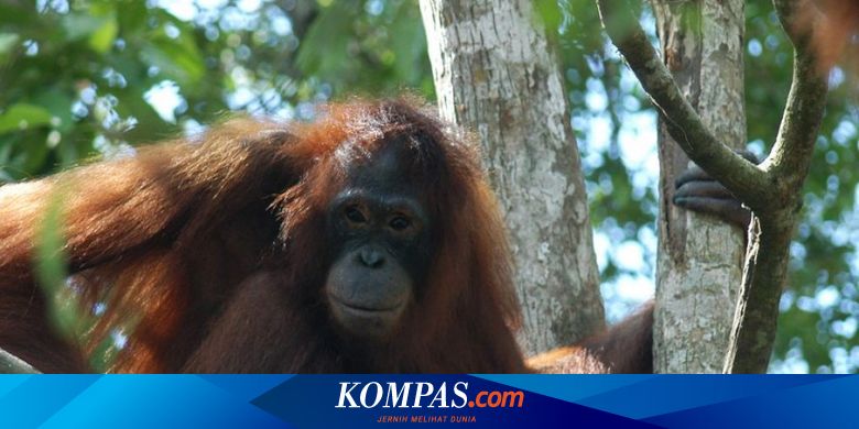 780px x 390px - Kisah Pilu Pony, Orangutan yang Dijadikan Pelacur di Kalimantan dan  Kondisinya Kini Halaman all - Kompas.com