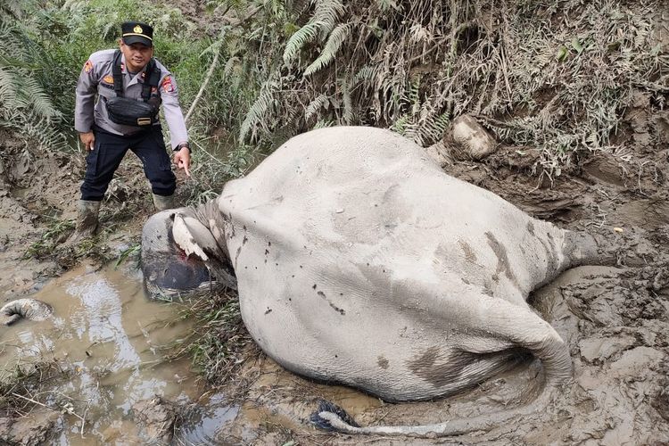 Gajah jinak ditemukan mati di kompleks Corservation Response Unit (CRU) Dusun Karang Kuda, Gampong Bunin, Kecamatan Serbajadi, Kabupaten Aceh Timur, Senin (24/12/2022).