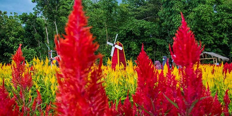 Warna Warni Taman Bunga Celosia Mekar Sampai Boyolali