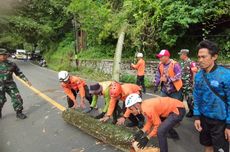 Pemotor Tertimpa Pohon Pinus di Sumedang, Bocah 4 Tahun Tewas