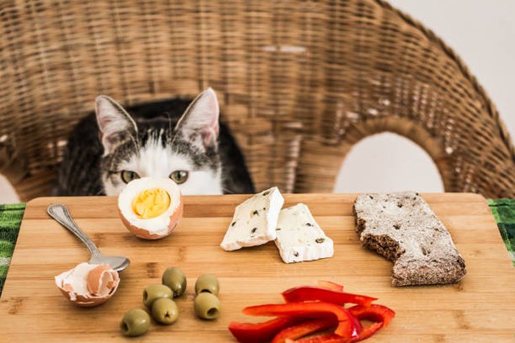 Ilustrasi amankah kucing mengonsumsi telur?