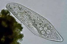 Perkembangbiakan Aseksual Paramecium