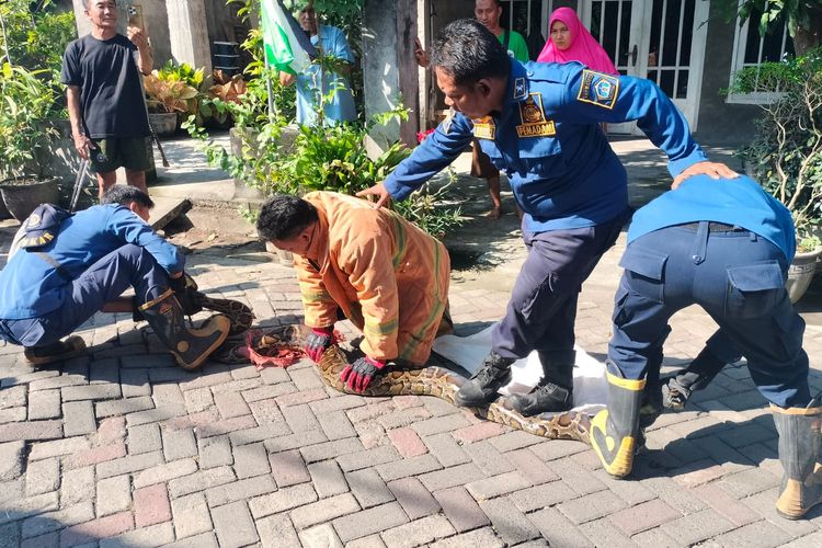 Buat Warga Gresik Ketakutan, Ular Piton Sepanjang 5 dan 1,5 Meter Dievakuasi Damkar