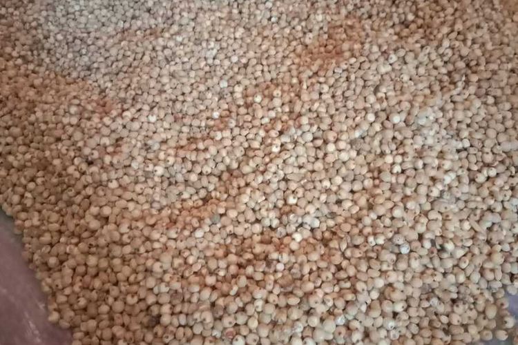 Disperdagin Kabupaten Bandung sebut telah menerima intruksi dari pemerintah pusat untuk mengembangkan tanaman sorgum untuk pengganti beras dan bahan mi instan.