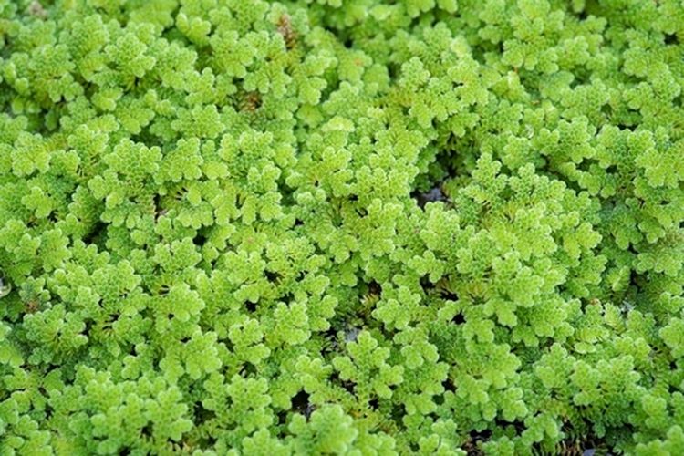 Ilustrasi tanaman azolla