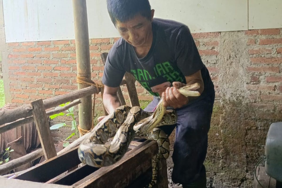 Ular Piton Teror Warga Cilongok Banyumas, Mangsa Ayam dan Masuk Warung