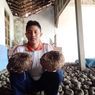 Cerita Sukes Petani Muda Bertanam Porang, Panen Omzet Ratusan Juta dan Tips untuk Pemula (Bagian 1)