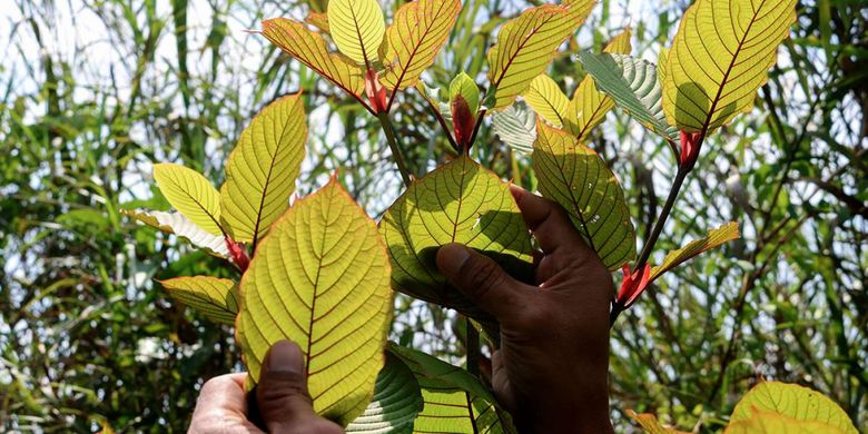 Bagaimana Daun Kratom Digunakan Di Indonesia Dan Luar Negeri