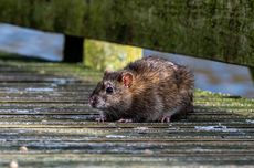 Dosen Unair: Penyakit Kencing Tikus Bisa Serang Hewan Piaraan