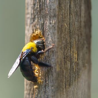 Ilustrasi lebah kayu atau carpenter bee. 