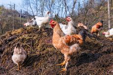 Cara Mengusir Ayam yang Suka Buang Kotoran Sembarangan