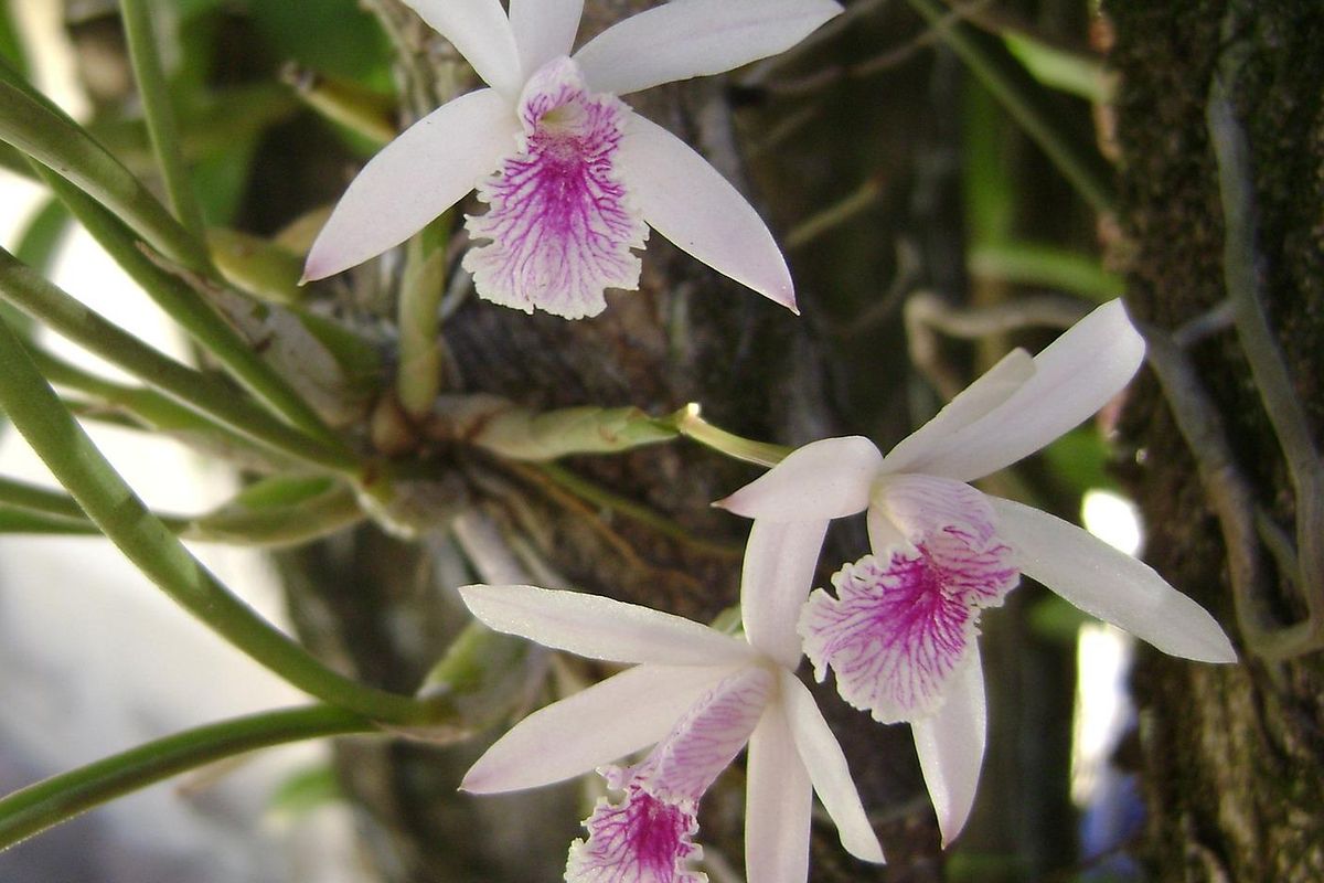 Ilustrasi bunga anggrek epidendrum.