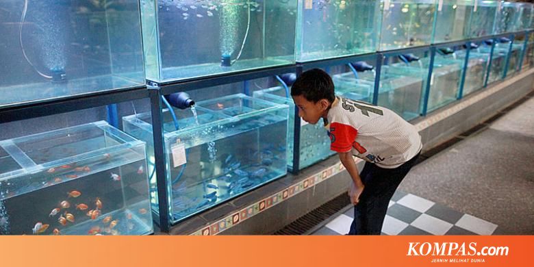 Indonesia Bidik Peluang Usaha Ikan Hias - Kompas.com - KOMPAS.com