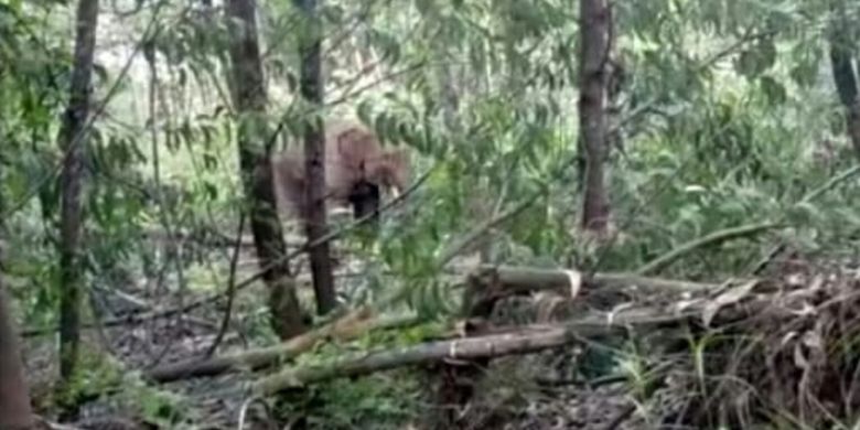 Animals Gone Wild: Two Wild Elephants Roam around Village in Indonesia ...