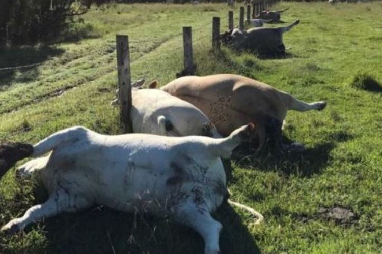 Enam ekor sapi yang mati secara bersamaan akibat tersambar petir di Brisbane, Australia.