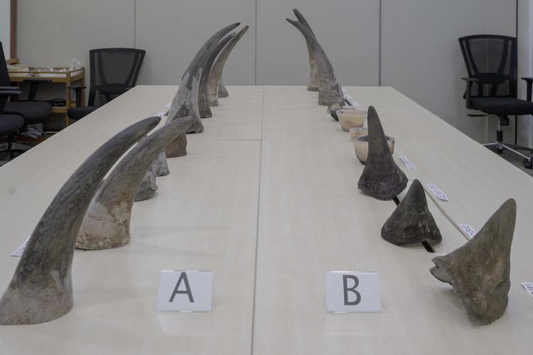 Barang bukti berupa 20 cula badak yang disita otoritas keamanan Bandara Internasional Changi Singapura pada Rabu (5/10/2022) malam.