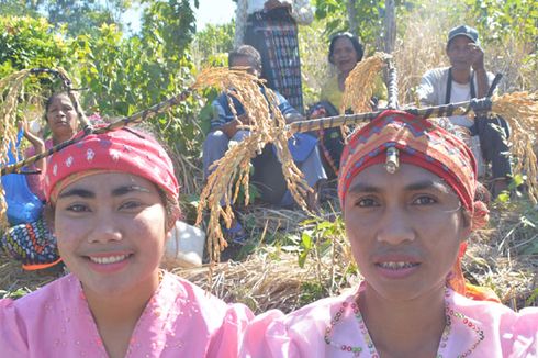 Karong Woja Wole, Tradisi Mengantar Padi Suku Gunung di Flores (1)