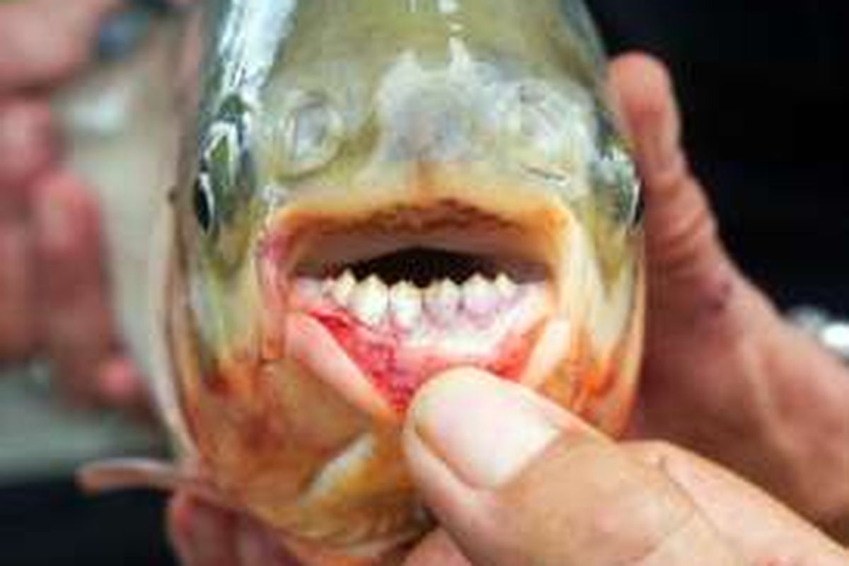 Pacu, ikan kerabat piranha, ditemukan di Amerika Serikat. Ikan itu punya gigi mirip manusia. 
