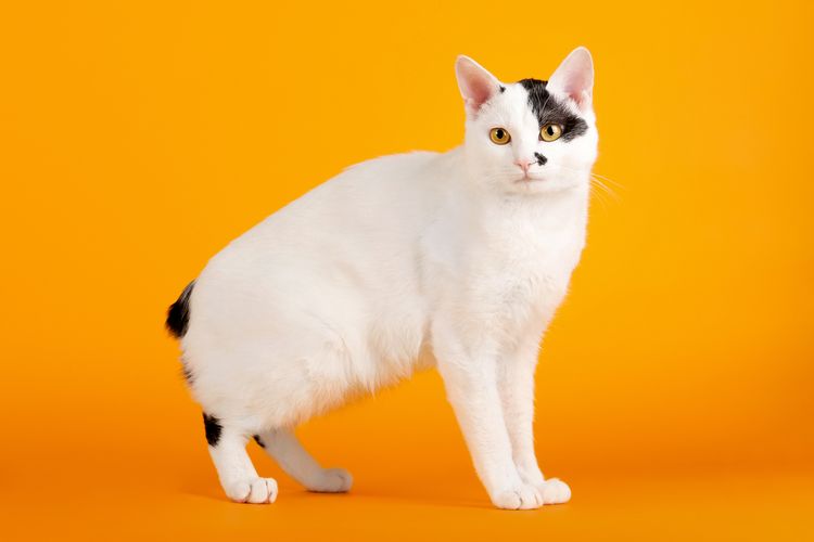 Ilustrasi ras kucing Japanese Bobtail. 