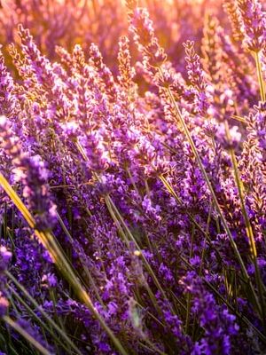 Ilustrasi tanaman bunga lavender