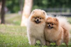 Mengenal Pomeranian, Anjing Kecil yang Agresif