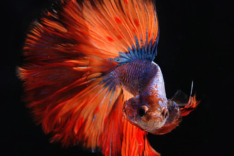 Ilustrasi ikan cupang.