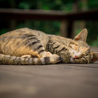 Seperti manusia, kucing juga bisa demam dan menggigil.