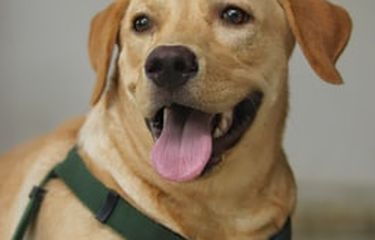 Ilustrasi Labrador retriever