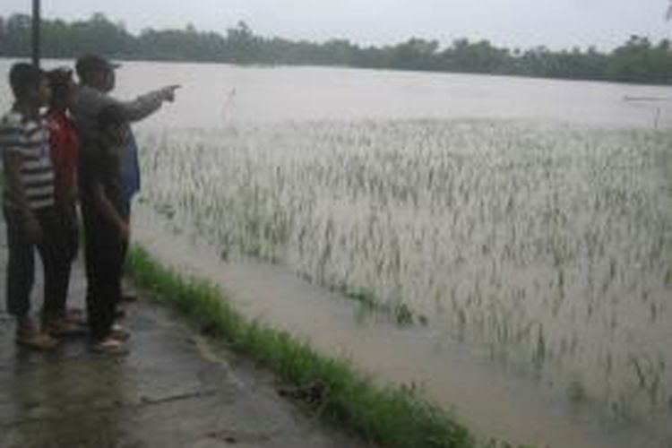 Seorang warga menunjuukkan puluhan hektar padi sawah petani Desa Leubu Me, Kecamatan Makmur, Kabupaten Bireuen, Aceh, yang terendam banjir.