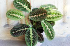 Mengenal Calathea, Tanaman Hias Cantik yang Tak Butuh Banyak Cahaya