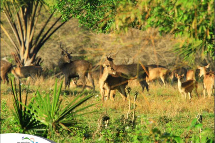 Padang Rumput Sadengan Alas Purwo DOK. Majestic Banyuwangi