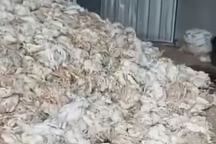 Listrik Padam dan Generator Macet, 5.000 Ekor Ayam Pedaging Mati Mendadak di HST