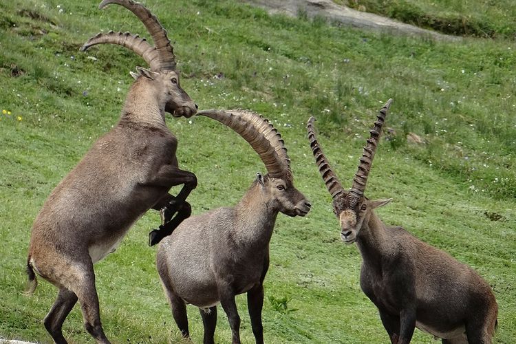 Ilustrasi Ibex Alpen, spesies kambing liar yang hidup di Pegunungan Alpen 