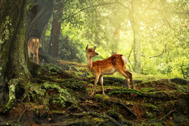 Rusa di Nara Park Jepang