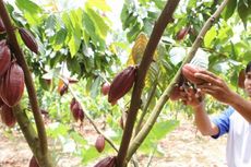 Wamenkeu: Penghapusan BM Kakao Jangan Rugikan Petani