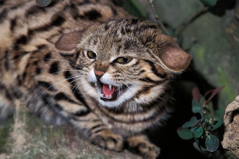 Mengenal Kucing Berkaki Hitam, Kucing Kecil yang Paling Mematikan di Dunia
