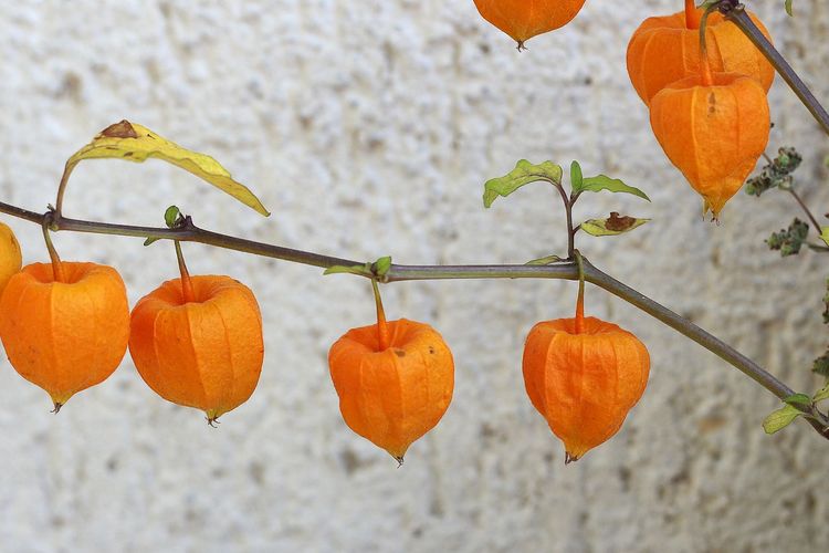 Ilustrasi buah ciplukan, tanaman ciplukan. 