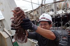 Di Selat Sunda, Peneliti LIPI Temukan Hewan Mirip Kecoak Berukuran Raksasa