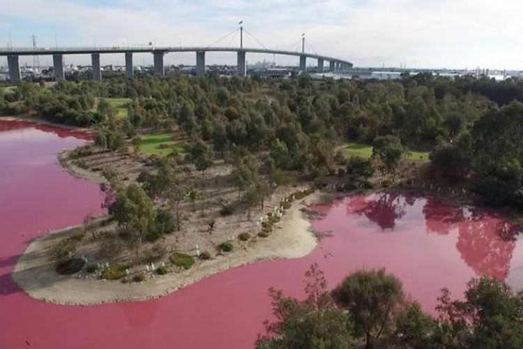 Danau di negara bagian Victoria, Australia yang airnya berubah menjadi warna merah jambu menyusul minimnya curah hujan, sengatan sinar matahari, dan meningkatnya kadar garam. 