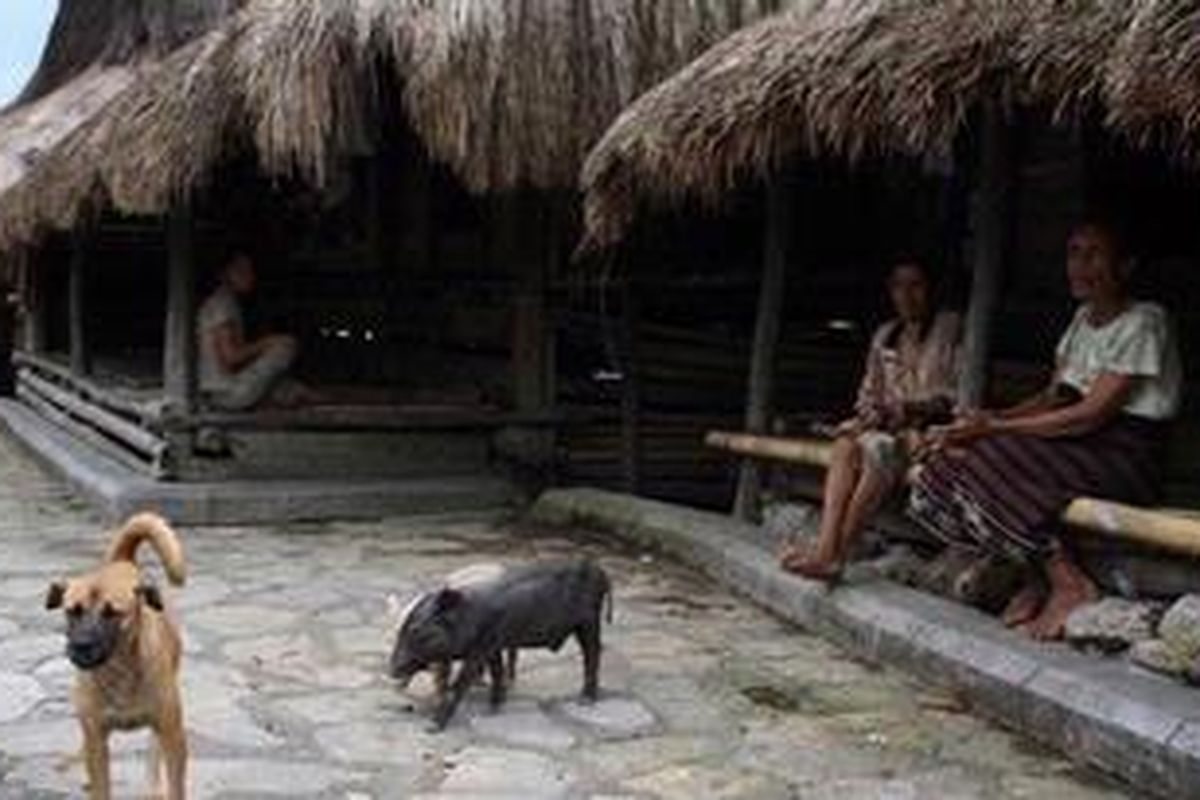 Kampung Tarung di Sumba Barat, NTT.