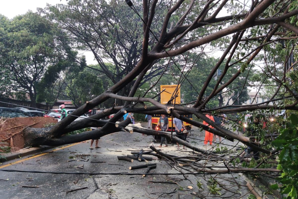 Salah satu pohon yang tumbang di Jalan Juanda, Depok, Jawa Barat pada Sabtu (22/5/2021) imbas hujan lebat dan angin kencang.