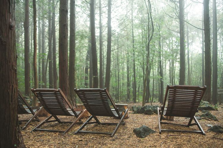 Seogwipo Healing Forest, destinasi wisata untuk healing dan wellness di Korea Selatan. 