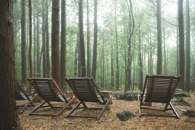 Seogwipo Healing Forest, destinasi wisata untuk healing dan wellness di Korea Selatan. 