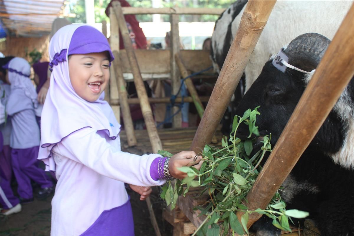 Seorang anak usia dini antusias memberi makan rumput kepada domba di sebuah depot penjualan hewan kurban di Cianjur, Jawa Barat, Jumat (26/07/2019). Puluhan anak-anak ini ikut serta dalam kegiatan wisata edukasi hewan kurban